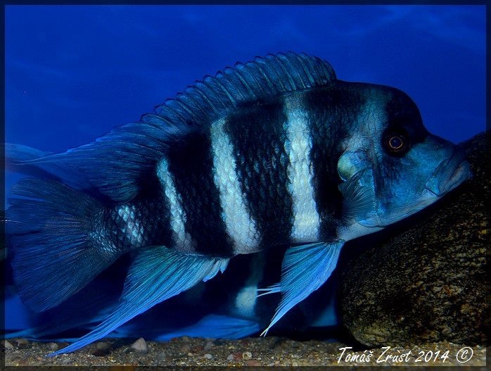 Cyphotilapia gibberosa 'Kapampa'